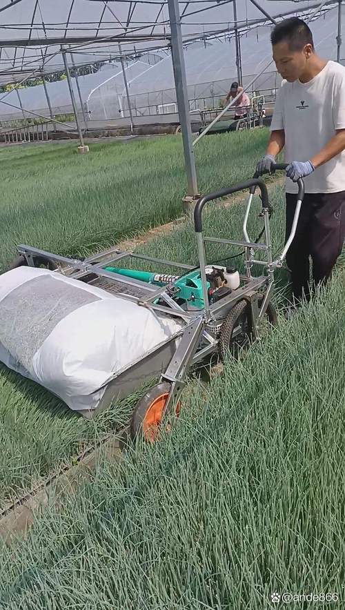葱苗切叶打尖机 一次性完成切叶装袋，元恒农业科技引领现代农业机械新潮流