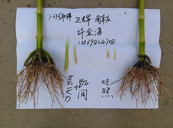 郑州绿业元农业科技与元农科技 中原农业科技创新的双轮驱动