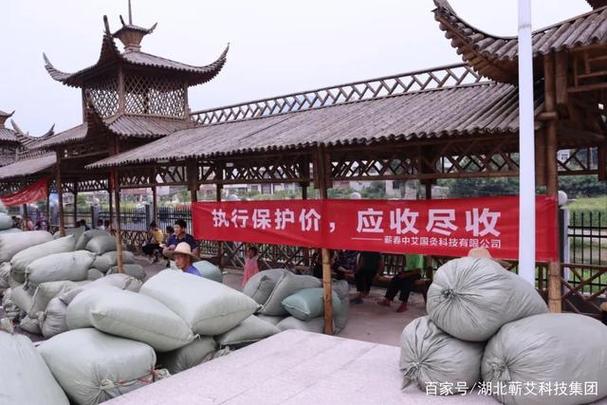 湖北蕲艾科技集团工厂召开2022年蕲艾叶收购启动会，元农科技助力产业升级
